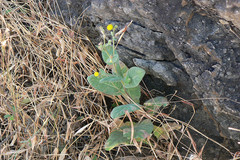 Blumea lacera